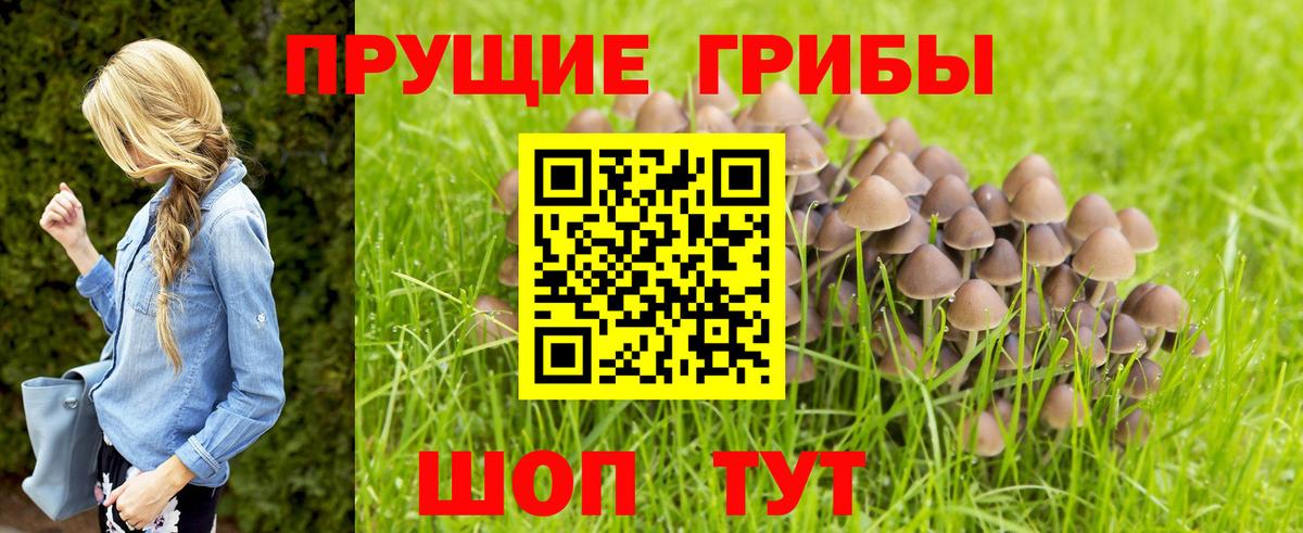 Псилоцибиновые грибы Psilocybe Кохма